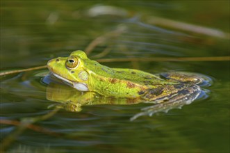 Marsh frog (Rana ridibunda) in a pond in spring. France