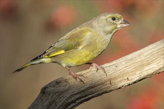 Greenfinch (Carduelis chloris) on a tree branch in winter. Alsace, France, Europe