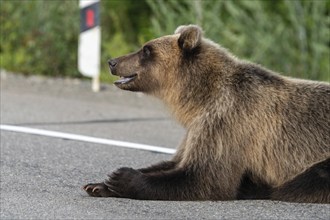 Hungry Kamchatka brown bear (Eastern brown bear) lies on roadside of asphalt road, heavily