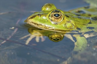 Marsh frog (Rana ridibunda) in a pond in spring. France