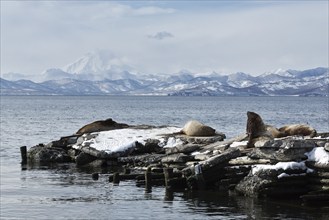 Nature of Kamchatka: rookery Steller Sea Lion or Northern Sea Lion Eumetopias Jubatus. Pacific