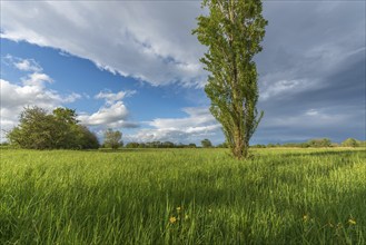 Natural green meadow dotted with trees in spring. Alsace, France, Europe