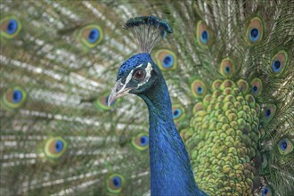 Portrait of a male Indian peafowl (Pavo cristatus) in courtship display in a park. Morocco