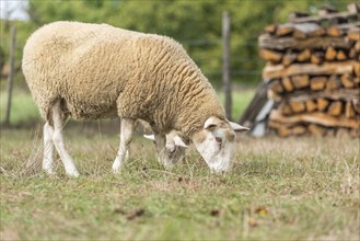 Sheep in a pen in early fall. Alsace France