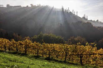 Autumn atmosphere, morning sun over vineyard in the fog, backlight shot, St. Andrä-Höch, Sausal,