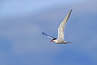 Common Tern, Common Tern, Common Tern, (Sterna hirundo), family of terns, biotope, foraging, flight