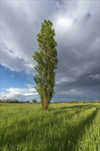 Natural green meadow dotted with trees in spring. Alsace, France, Europe