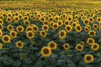 A background with sunflowers in a summertime evening