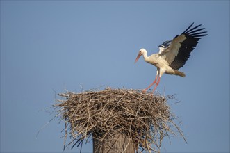 White stork arriving at the nest in flight. Alsace, France, Europe