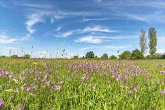 Natural meadow with pink spring flowers. Alsace, France, Europe