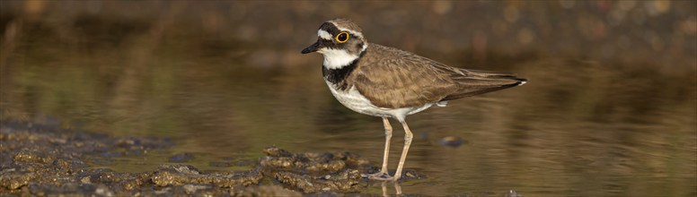 Little Ringed Plover, Little Ringed Plover, (Charadrius dubius), plover family, biotope, foraging,