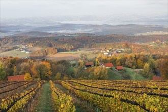 Morning atmosphere at the vineyard, fog drifts over wooded hills in the valley, St. Andrä-Höch,