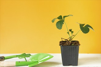 Strawberry seedlings in black glasses on the table on a yellow background and a rake with a shovel.