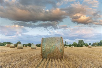 Straw rolls in field of harvested cereals. Alsace, France, Europe