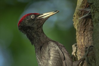 Black Woodpecker (Dryocopus martius) bringing ant larvae to feed her chicks in the nest. Alsace,