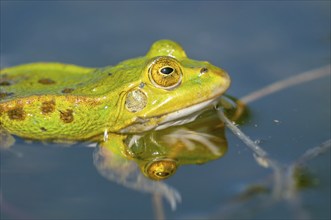 Black-headed frog (Rana ridibunda) in a pond in spring. France