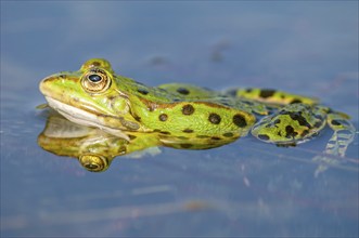 Marsh frog (Rana ridibunda) in a pond in spring. France