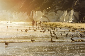 Beach with seagulls in California, US in the evening sun