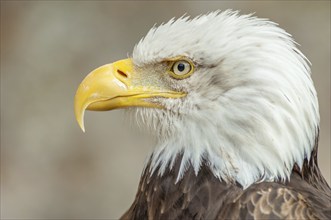 Bald Eagle (Haliaeetus leucocephalus) . Portrait captive in a animal park. Alsace, France, Europe