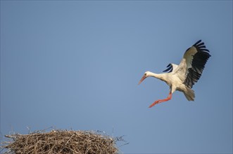 White stork arriving at the nest in flight. Alsace, France, Europe