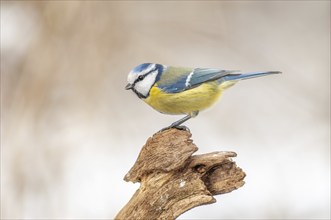 Mesange bleueBlue Tit (Cyanistes caeruleus) perched on a branch. Alsace, France, Europe