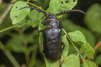 Tanner Beetle (Prionus coriarius) placed on the leaves of a shrub in the forest. Alsace, France,