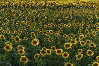 A background with sunflowers in a summertime evening