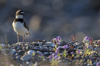 Little Ringed Plover, Little Ringed Plover, (Charadrius dubius), plover family, biotope, foraging,