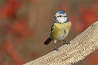 Blue tit (Cyanistes caeruleus) perched on a branch in the forest. Alsace, France, Europe