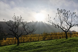 Autumn atmosphere, morning sun over vineyard in the fog, sparse trees, backlight shot, St.