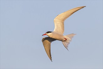 Common Tern, Common Tern, Common Tern, (Sterna hirundo), family of terns, biotope, foraging, flight