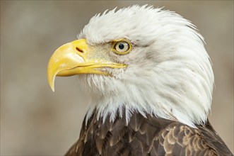 Bald Eagle (Haliaeetus leucocephalus) . Portrait captive in a animal park. Alsace, France, Europe