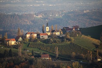 Autumn atmosphere in the evening light, forest with foliage colouring, hilly landscape, vineyards,