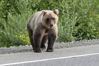 Hungry Kamchatka brown bear (Ursus arctos piscator) standing on roadside of asphalt road, heavily