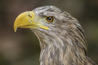 White-tailed Eagle (Haliaeetus albicilla) . Portrait captive in a animal park. Alsace, France,