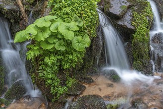 Small waterfall of fresh water in the middle of lush vegetation in the mountains. Vosges, Alsace,