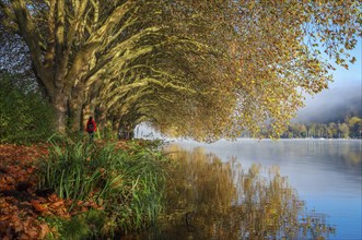 Essen, North Rhine-Westphalia, Germany, Golden autumn at Lake Baldeney. Walkers in the morning sun