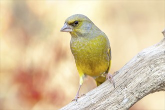 Greenfinch perched on a branch in the forest. (Chloris chloris) . France