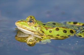 Marsh frog (Rana ridibunda) in a pond in spring. France