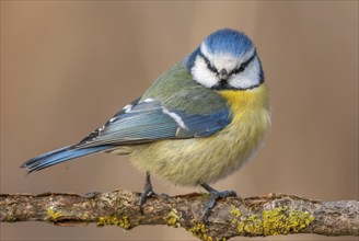 Mesange bleueBlue Tit (Cyanistes caeruleus) perched on a branch. Alsace, France, Europe