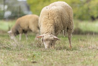 Sheep in a pen in early fall. Alsace France