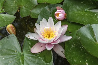 Water lily flowers in a pond. Bas-Rhin, Collectivite europeenne d'Alsace, Grand Est, France, Europe