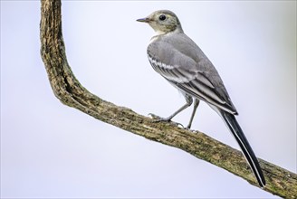 White wagtail perched on a branch in France