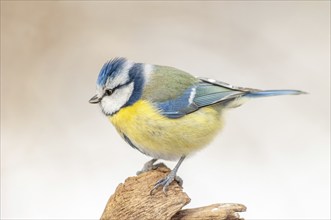 Mesange bleueBlue Tit (Cyanistes caeruleus) perched on a branch. Alsace, France, Europe