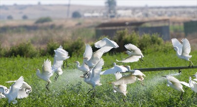 Cattle egret birds resting and flying in agricultural field during watering. Cyprus