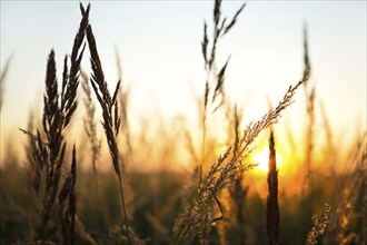 Dry grass-panicles of the Pampas against orange sky with a setting sun. Nature, decorative wild