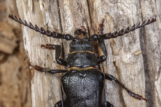 Tanner Beetle (Prionus coriarius) resting on a dead tree trunk in the forest. Alsace, France,