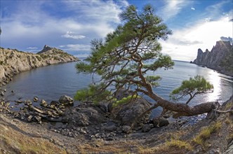 Relict pine tree on the sea shore. Fish Eye lens view. Crimea