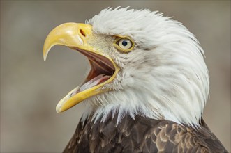 Bald Eagle (Haliaeetus leucocephalus) . Portrait captive in a animal park. Alsace, France, Europe