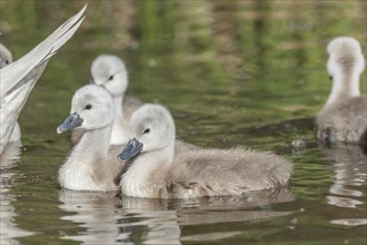 Mute swan chicks (Cygnus olor) swiming in a river in spring. Alsace, France, Europe